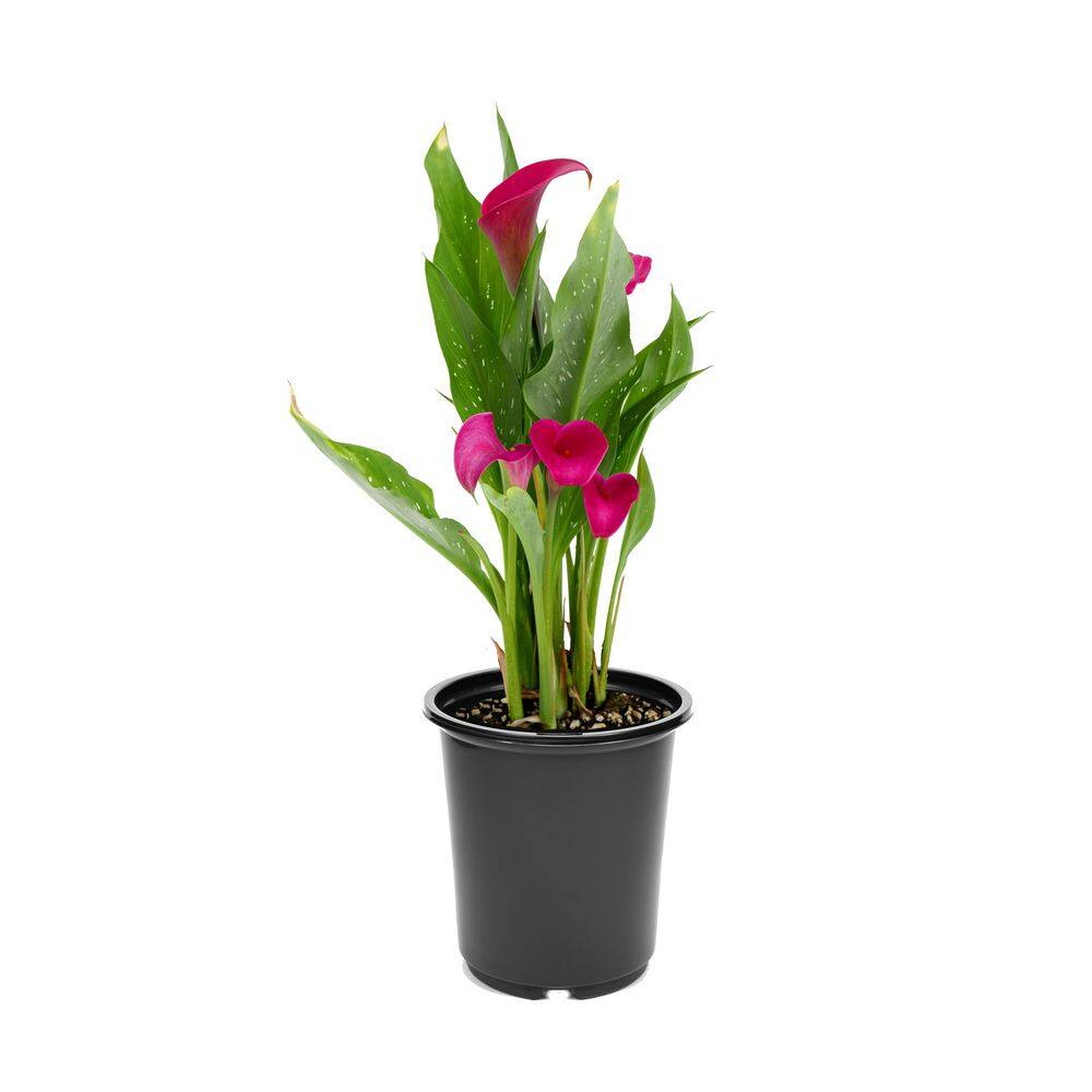 2.5 qt. Perennial Calla Lily Pink - Hercitys