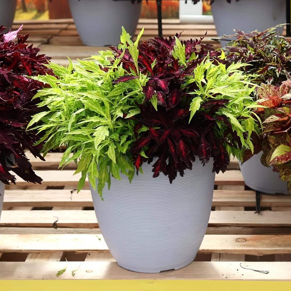 2.5 in. Coleus Flame Thrower Adobo Pink Annual Plant (3-Pack) - Hercitys