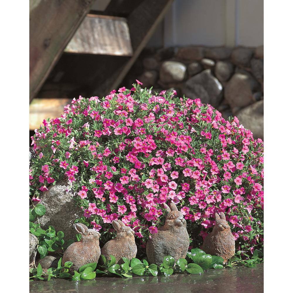 4.25 in. Eco+Grande, Superbells Pink (Calibrachoa) Live Plant, Pink Flowers (4-Pack) - Hercitys