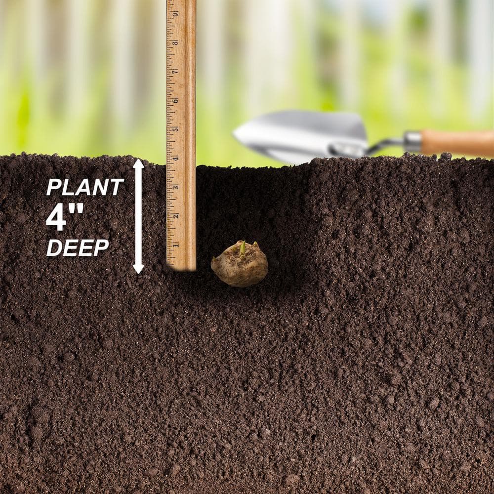 14 cm/16 cm, Black Escape Calla Lily Flower Bulbs (Bag of 5) - Hercitys