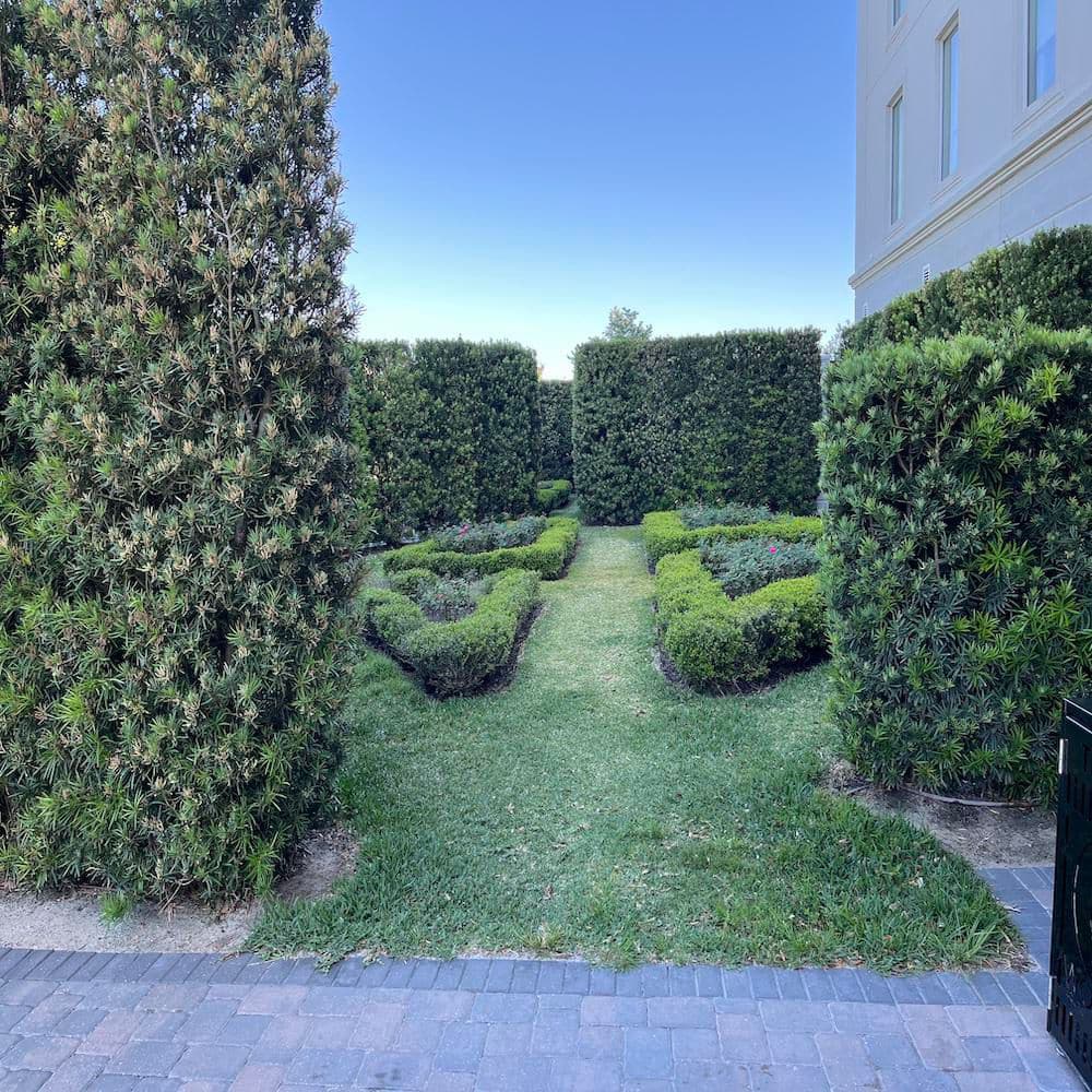 3 Gal. Yew Plum Pine Podocarpus Shrub - Hercitys