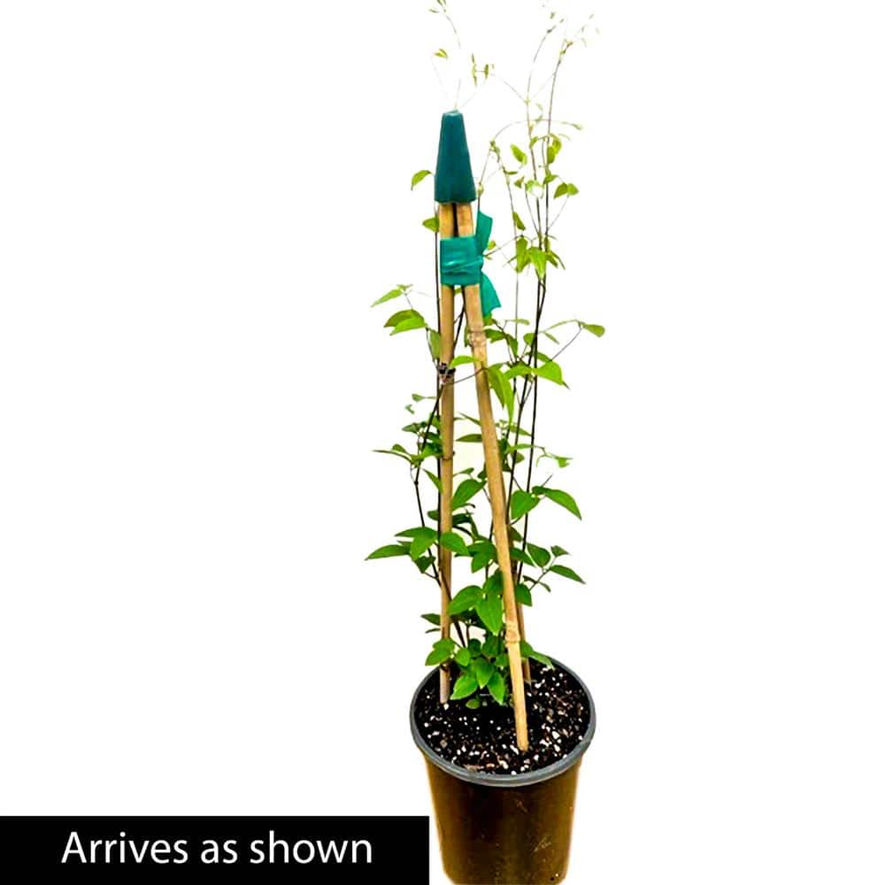 2.5 Qt. Pot, Ristimagi Clematis Vine, Live Potted Perennial Plant (1-Pack) - Hercitys