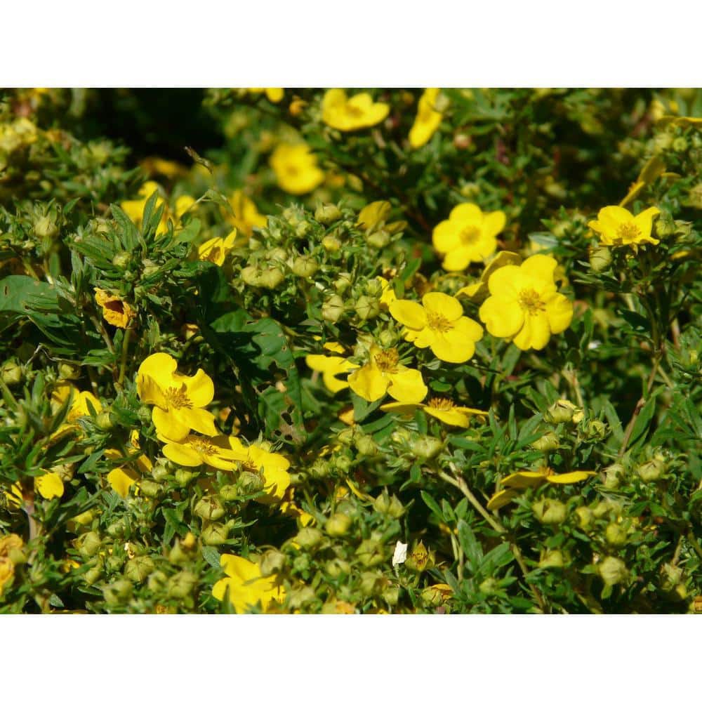 1 Gal. Gold Drop Potentilla Shrub Beautiful Dwarf Shrub Lights Up with Profuse Golden Blossoms - Hercitys