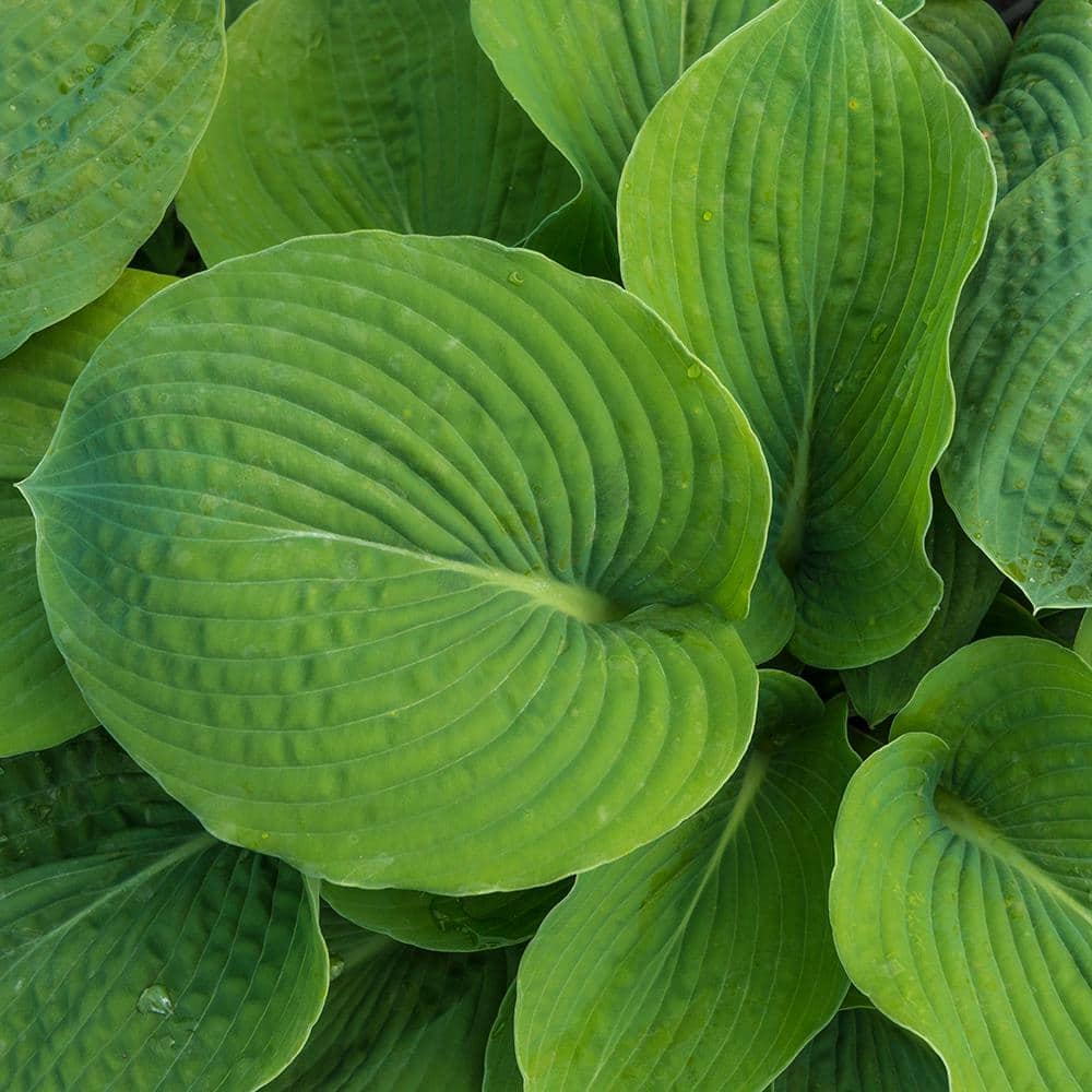 1 Gal. Pot, Bressingham Blue Hosta Potted Perennial Plant (1-Pack) - Hercitys