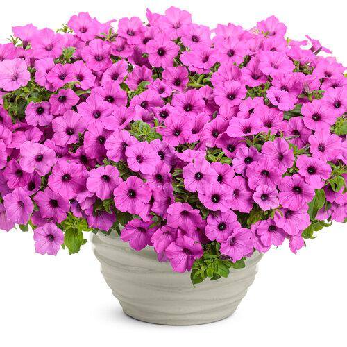 2.5 Qt. Petunia Supertunia Vista Jazzberry Pink Annual Plant (3-Pack) - Hercitys