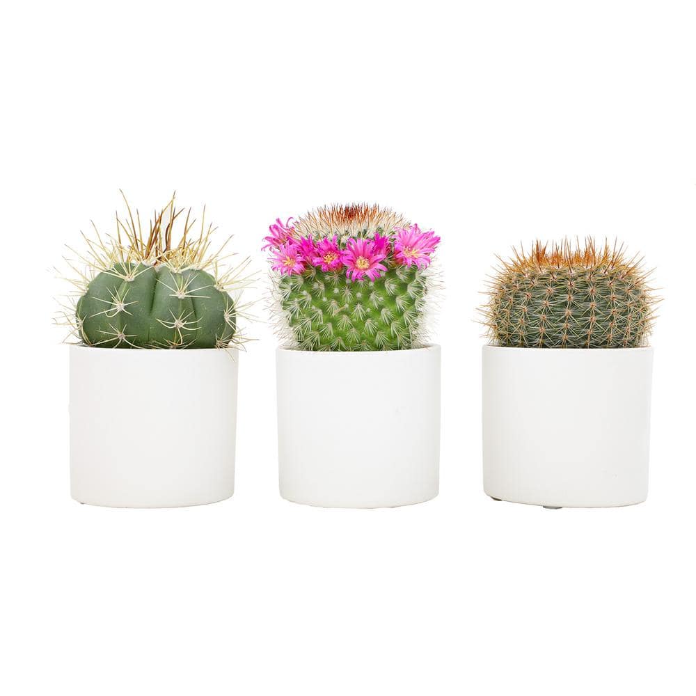2.5 in. Assorted Cactus in White Matte Cylindrical Pot (3-Pack) - Hercitys