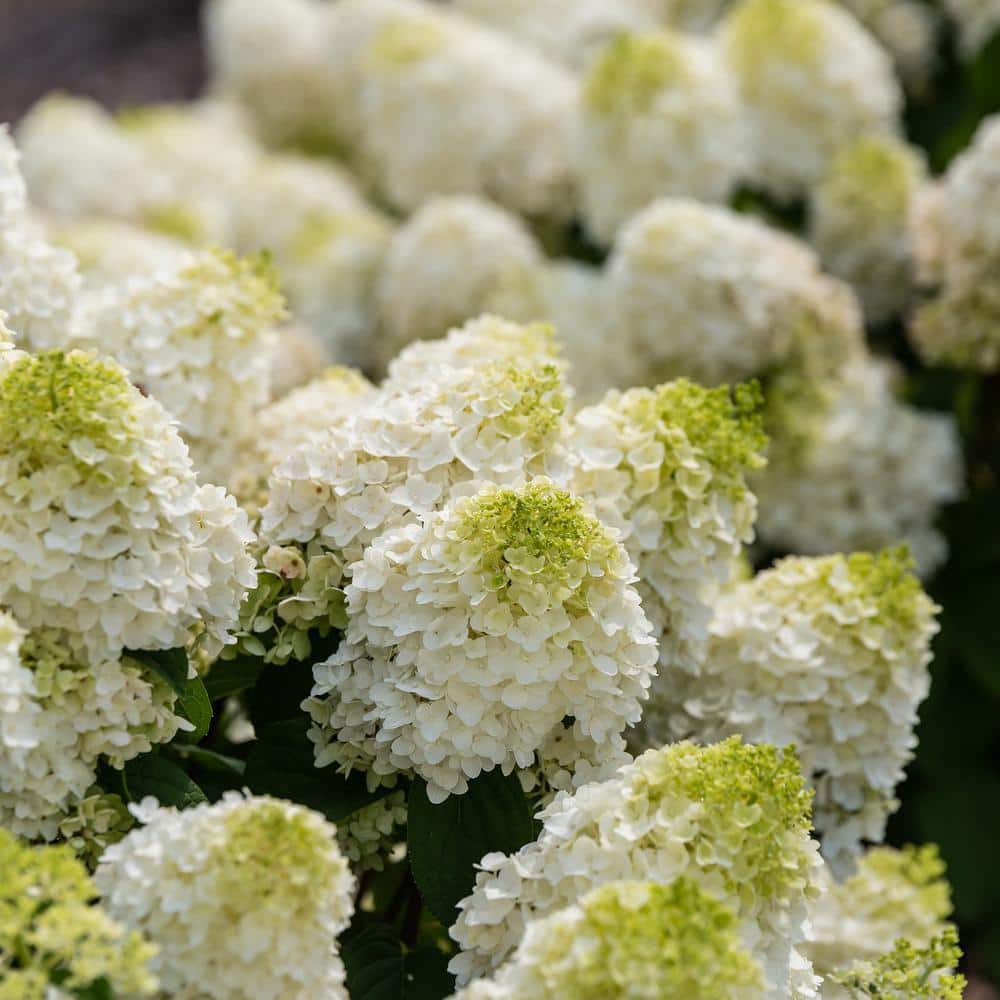 2 Gal. Little Hottie Panicle Hydrangea Flowering Shrub with Pure White Flowers - Hercitys