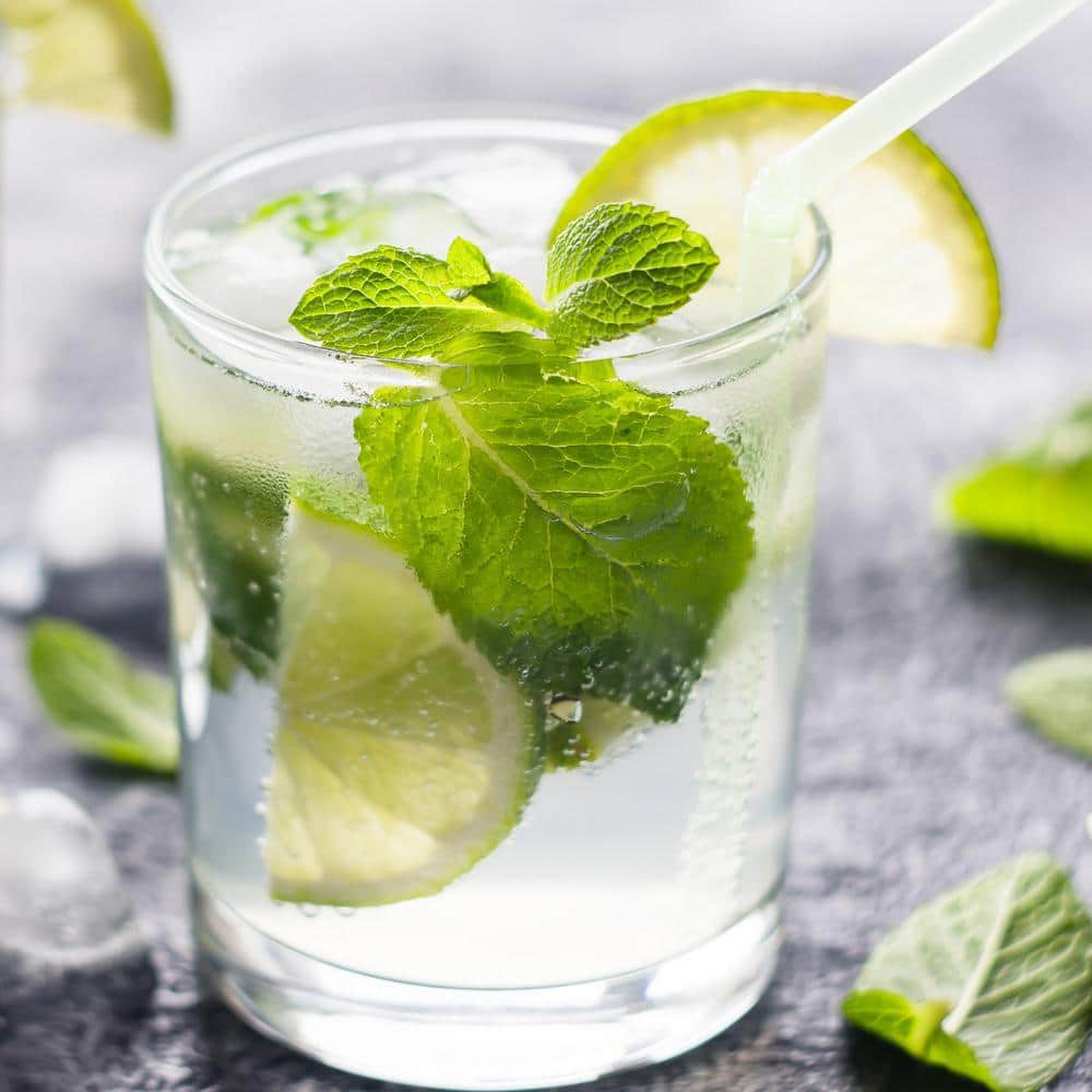 19 oz. Spearmint Herb Plant (2-Pack) - Hercitys