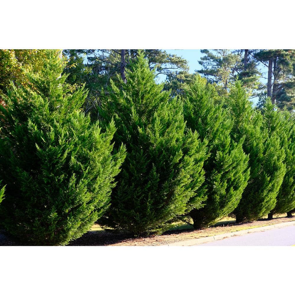 3 Gal. Leyland Cypress (Cupressus Leylandii) Live Evergreen Tree, Lush Green Foliage - Hercitys