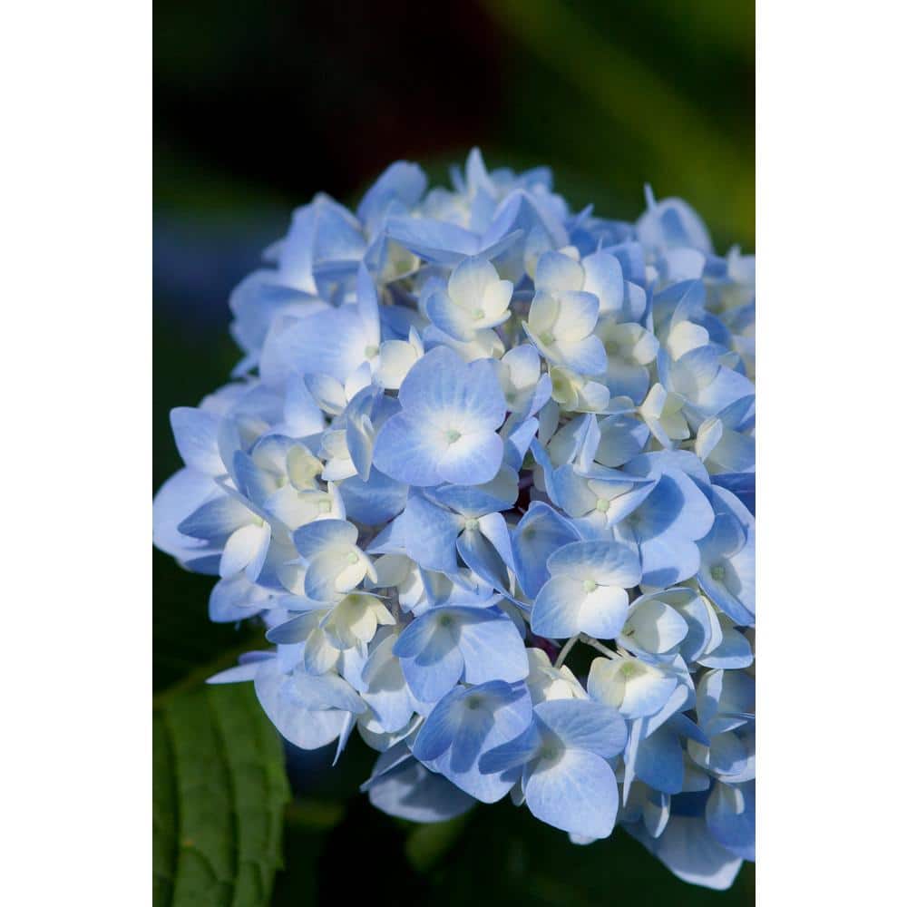 2 Gal. The Original Reblooming Hydrangea Flowering Shrub with Pink or Blue Flowers - Hercitys