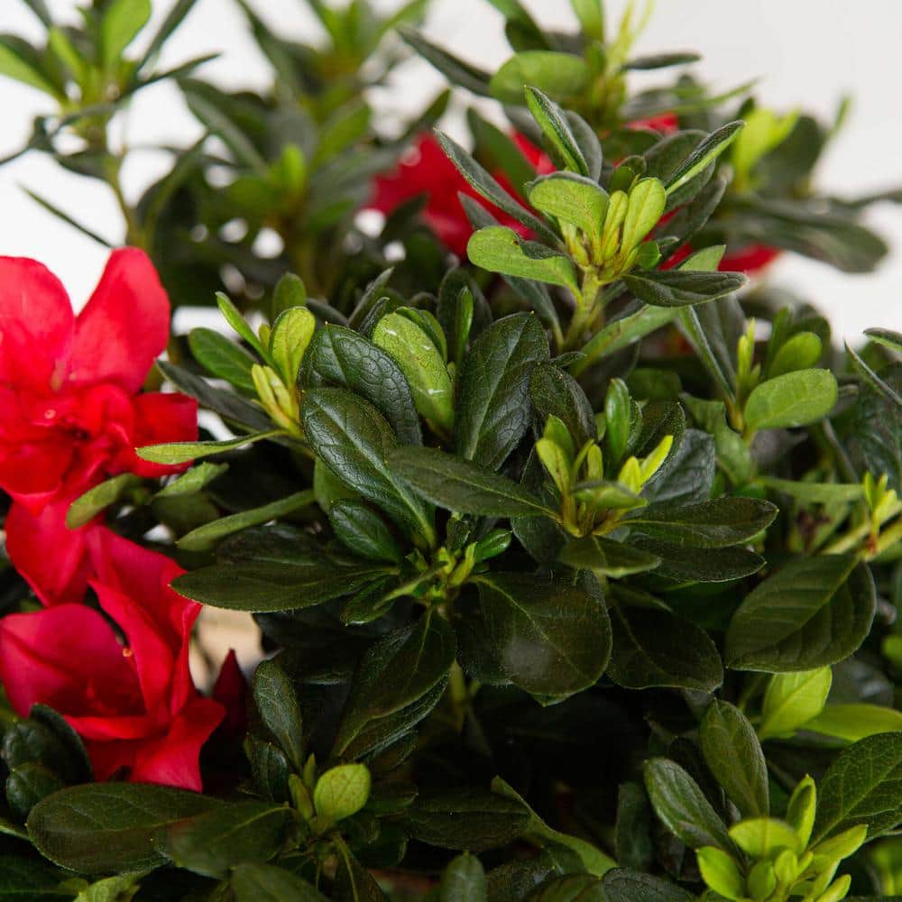 2 Gal. Autumn Bonfire Reblooming Azalea Shrub with Red Flowers - Hercitys