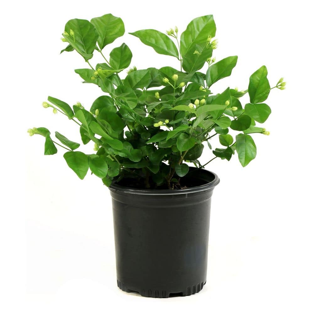 1 gal. Jasmine Sambac Arabian Plant - Hercitys