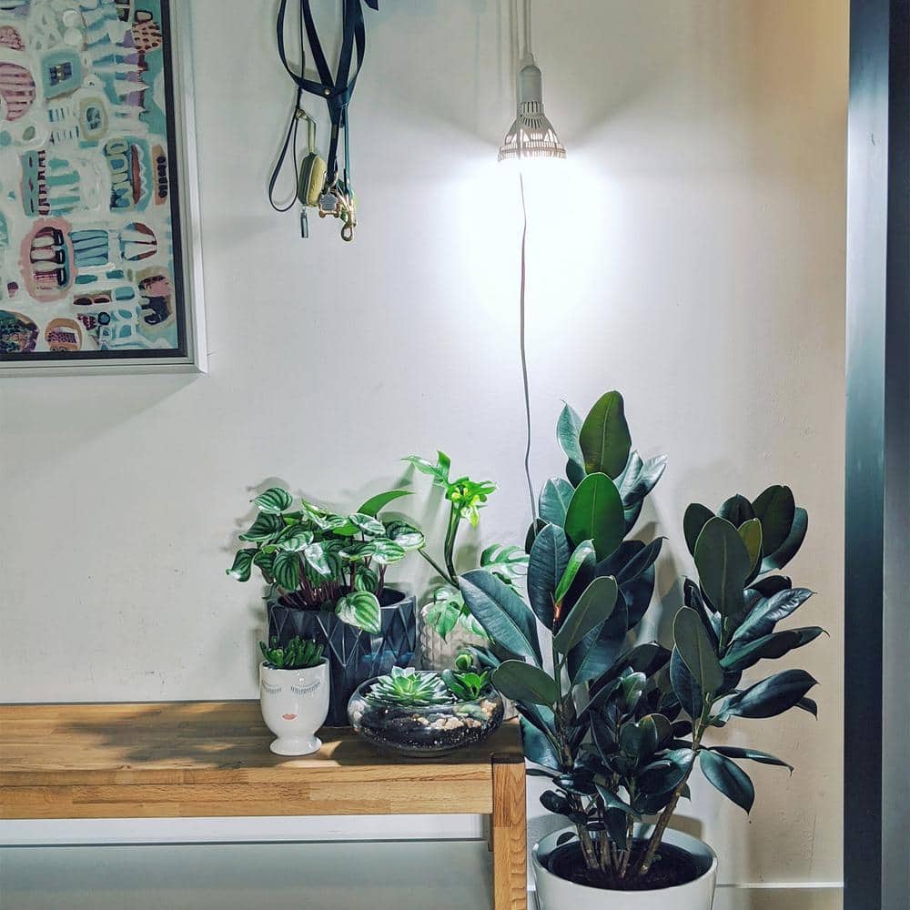 24-Watt 1830 Lumens A21 Full Spectrum Hydroponic LED Grow Light Bulb (1-Bulb) - Hercitys