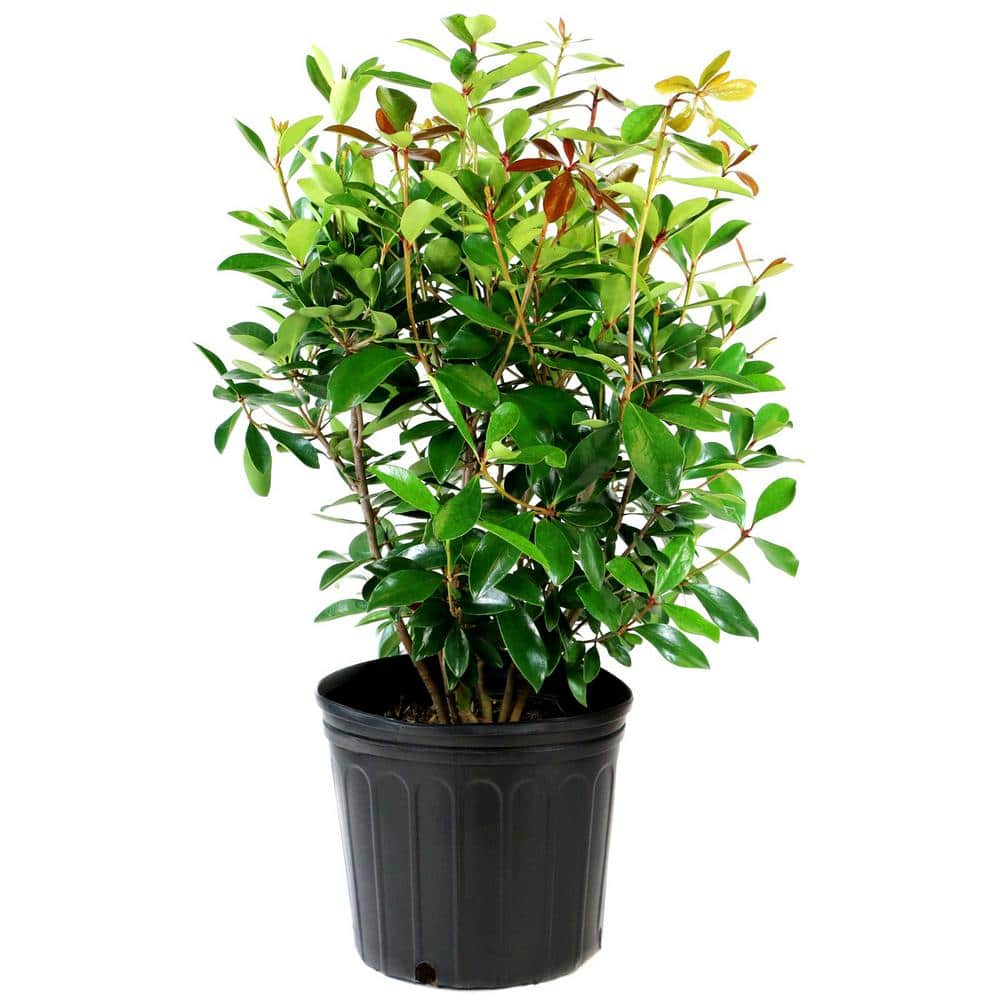 2.25 Gal. Cleyera Japonica Shrub - Hercitys