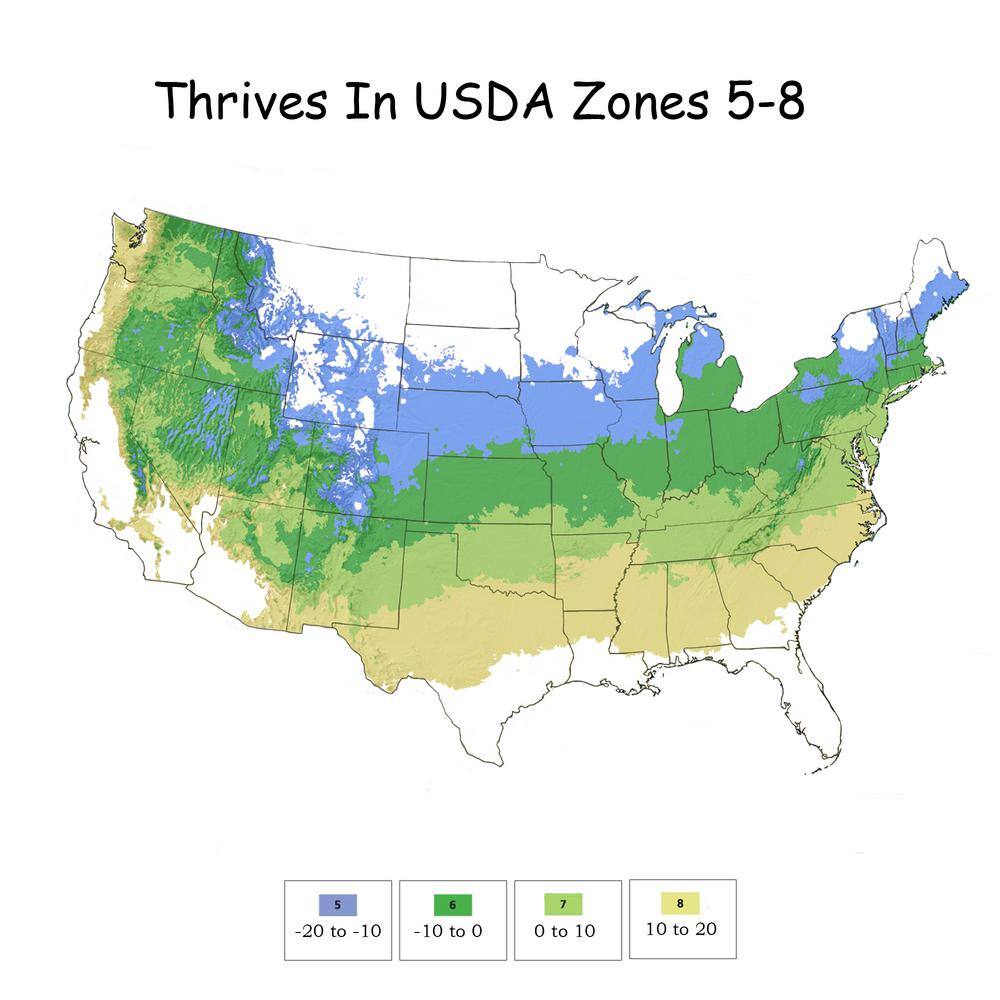 2 Gal. Vingo Verde Weigela Shrub with Pink Blooms - Hercitys