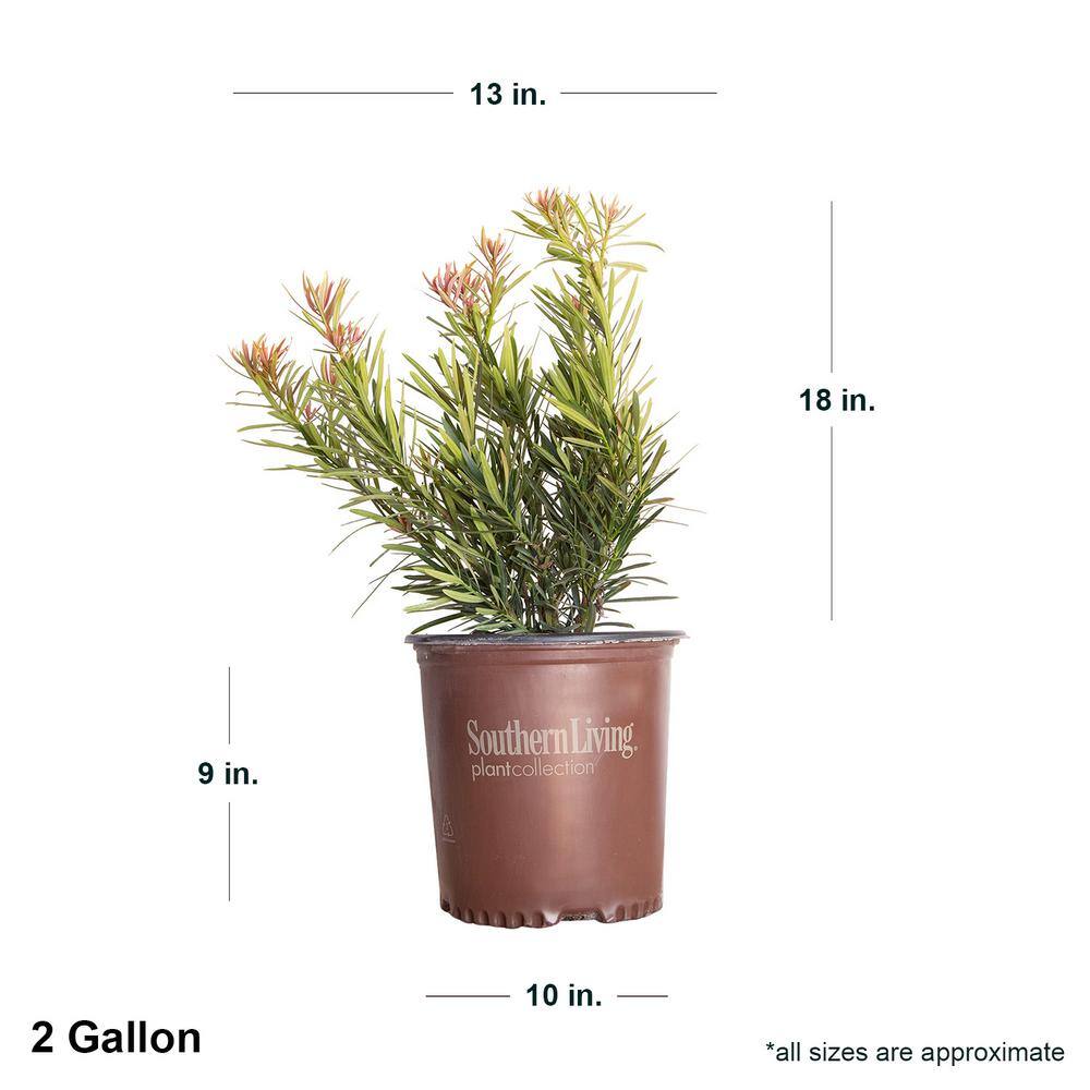 2 Gal. Mood Ring Podocarpus Yew Evergreen Shrub with Bronze Pink New Growth - Hercitys