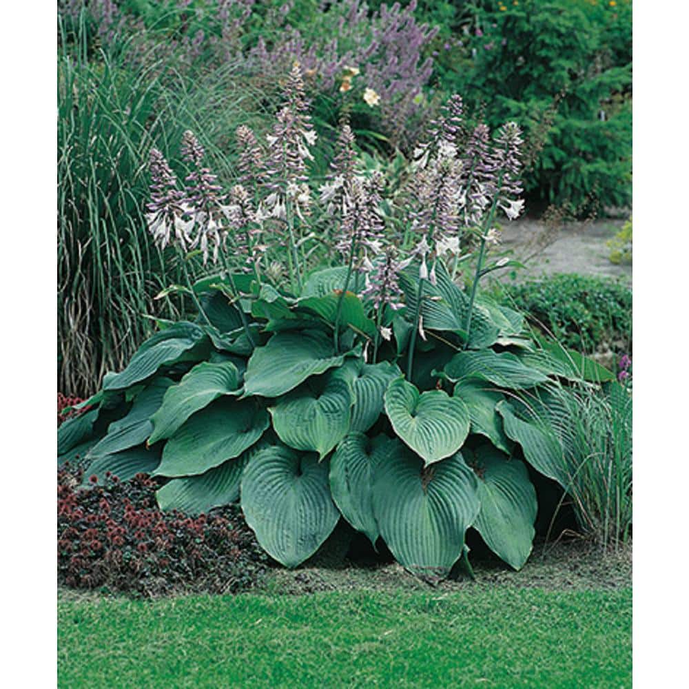 2 Gal. Green Hosta Live Flowering Shade Perennial Plant - Hercitys