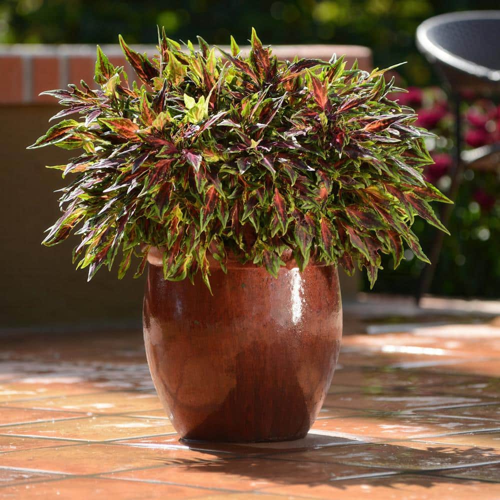 2.5 in. Coleus Flame Thrower Chili Pepper Annual Plant (3-Pack) - Hercitys