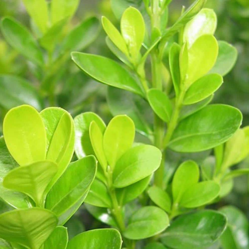 2.5 Gal – Japanese Boxwood, Live Shrub Plant, Glossy Light Green Foliage - Hercitys