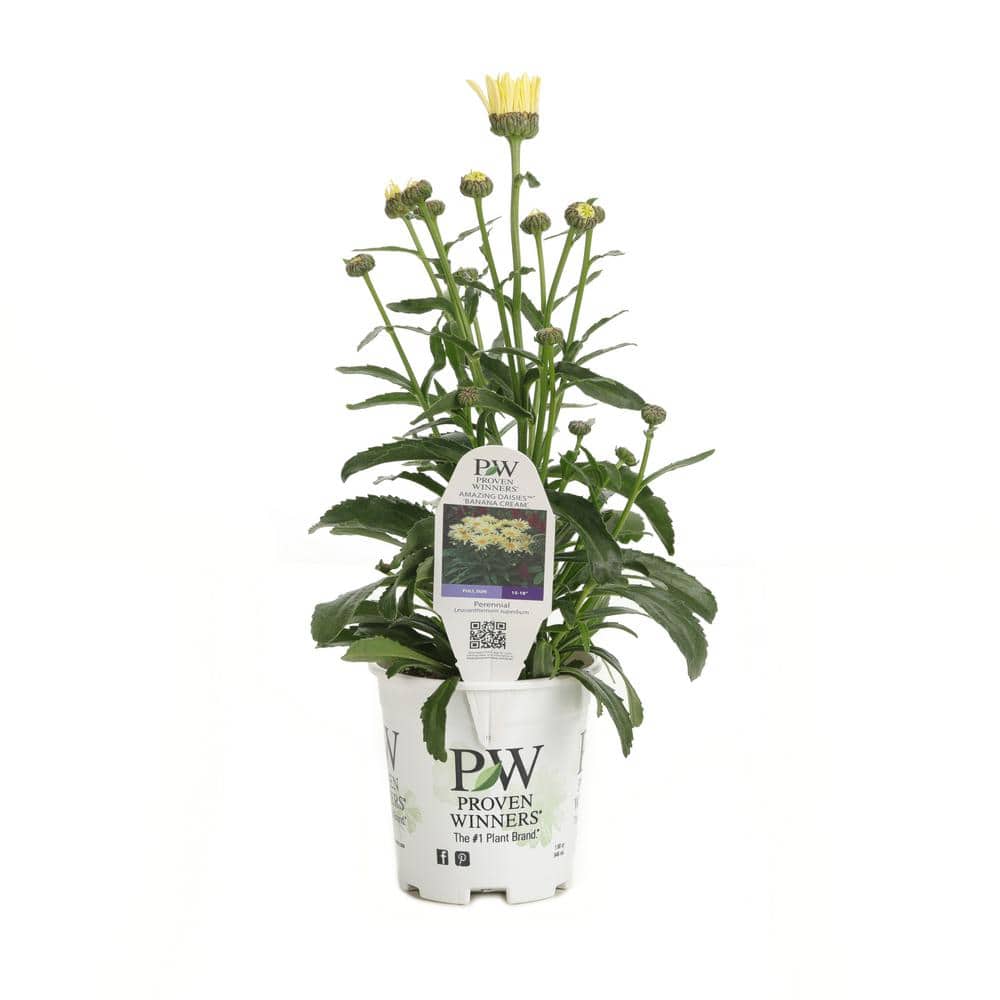 4.5 in. Qt. Amazing Daisies Banana Cream Shasta Daisy (Leucanthemum) Live Plant in Yellow Flowers - Hercitys