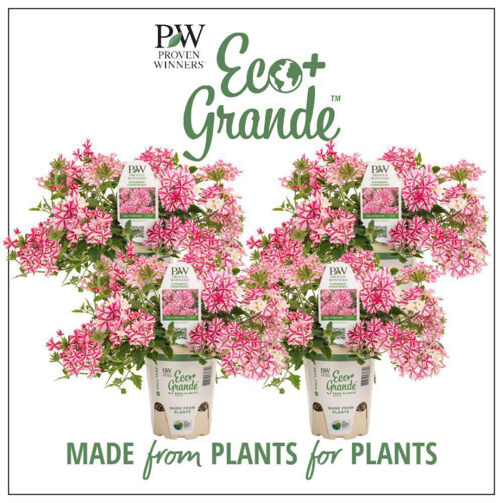 4.25 in. Eco+ Grande Superbena Cherryburst (Verbena Hybrid) Live Annual Plant with Pink Flowers 4-Pack - Hercitys