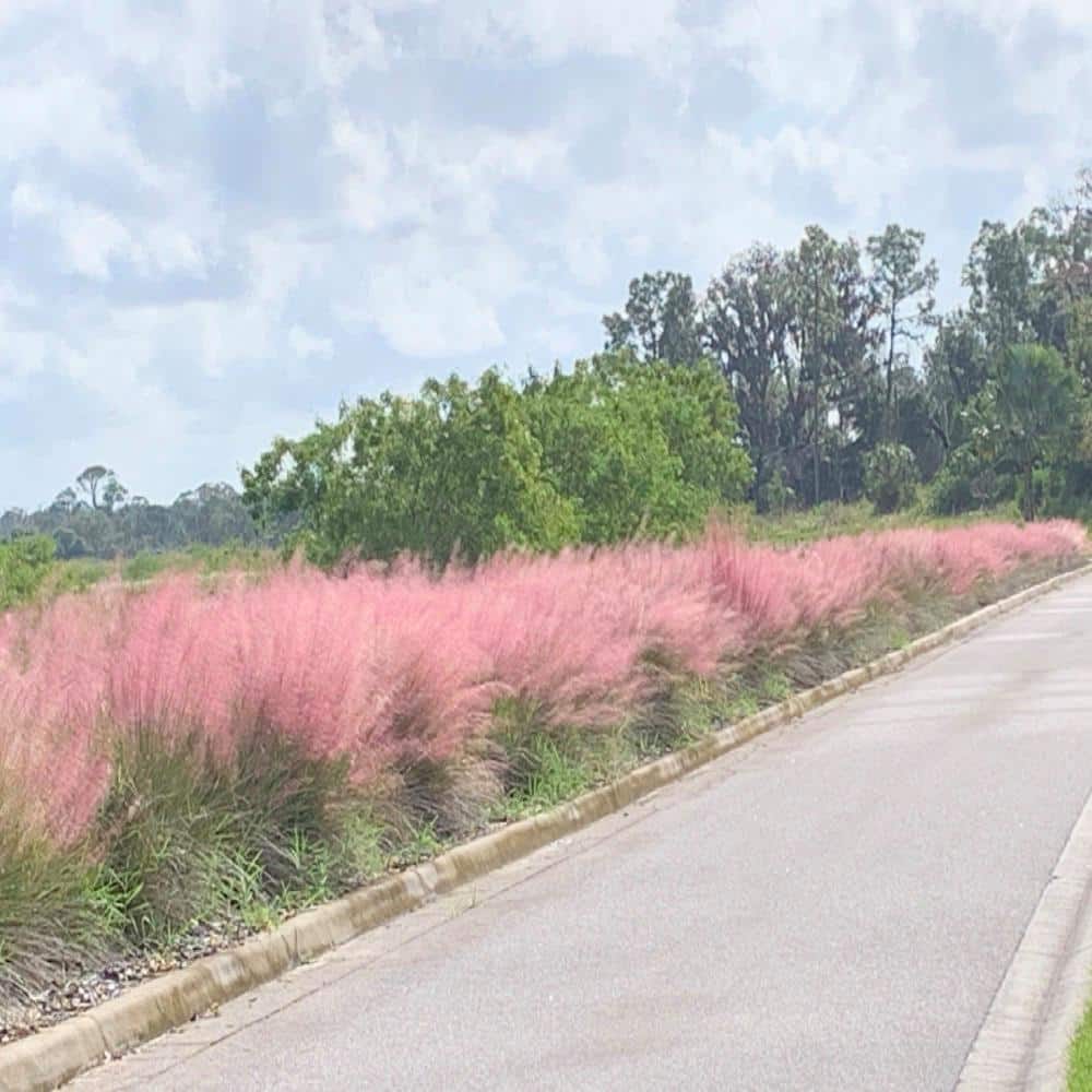 3 Gal. Pink Muhly Grass - Hercitys