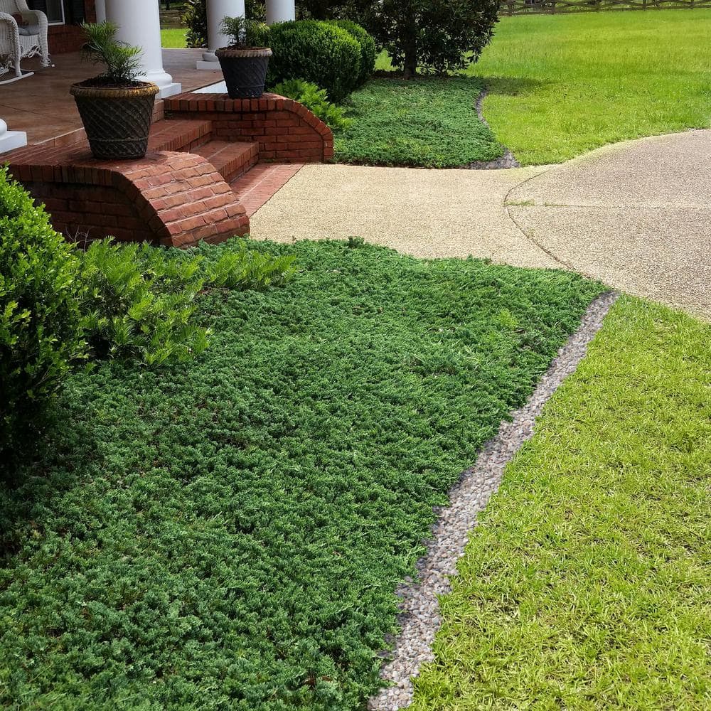 2.25 Gal. Blue Rug Juniper Plant - Hercitys