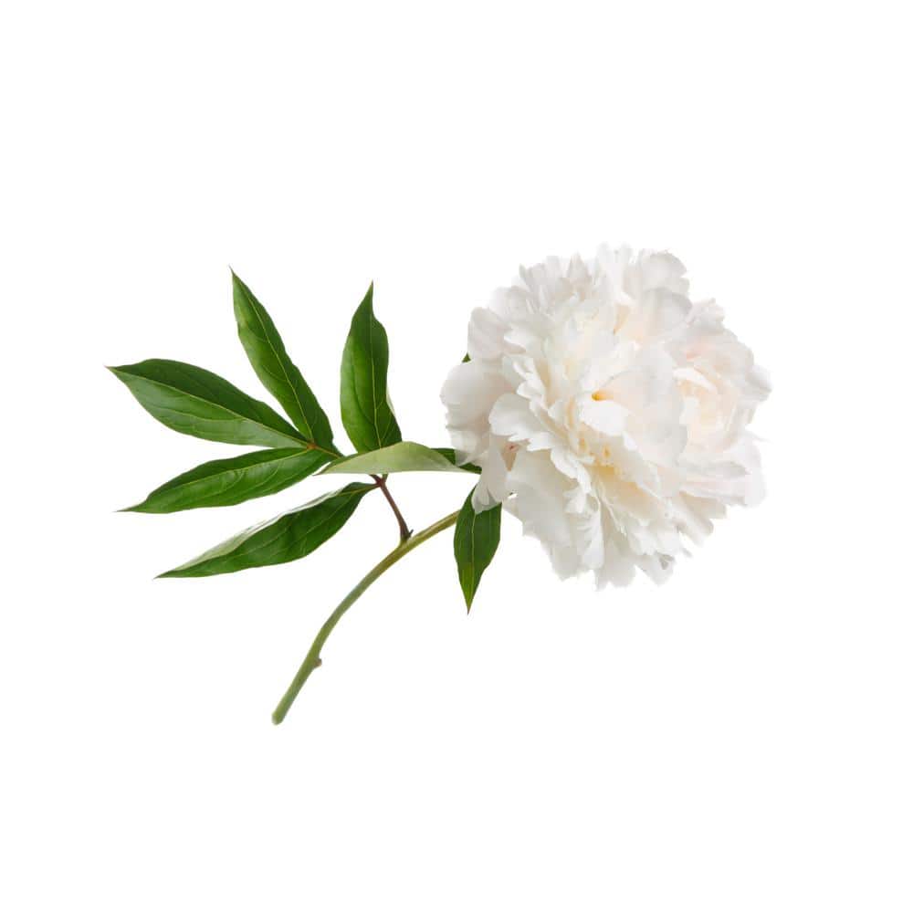 2 Gal. Peony White Live Perennial Plant (1-Pack) - Hercitys