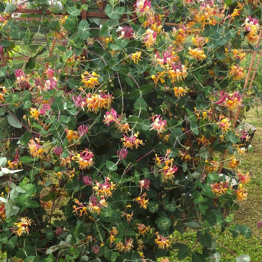 4 in. Honeysuckle Peaches and Cream Plant (3-Pack) - Hercitys