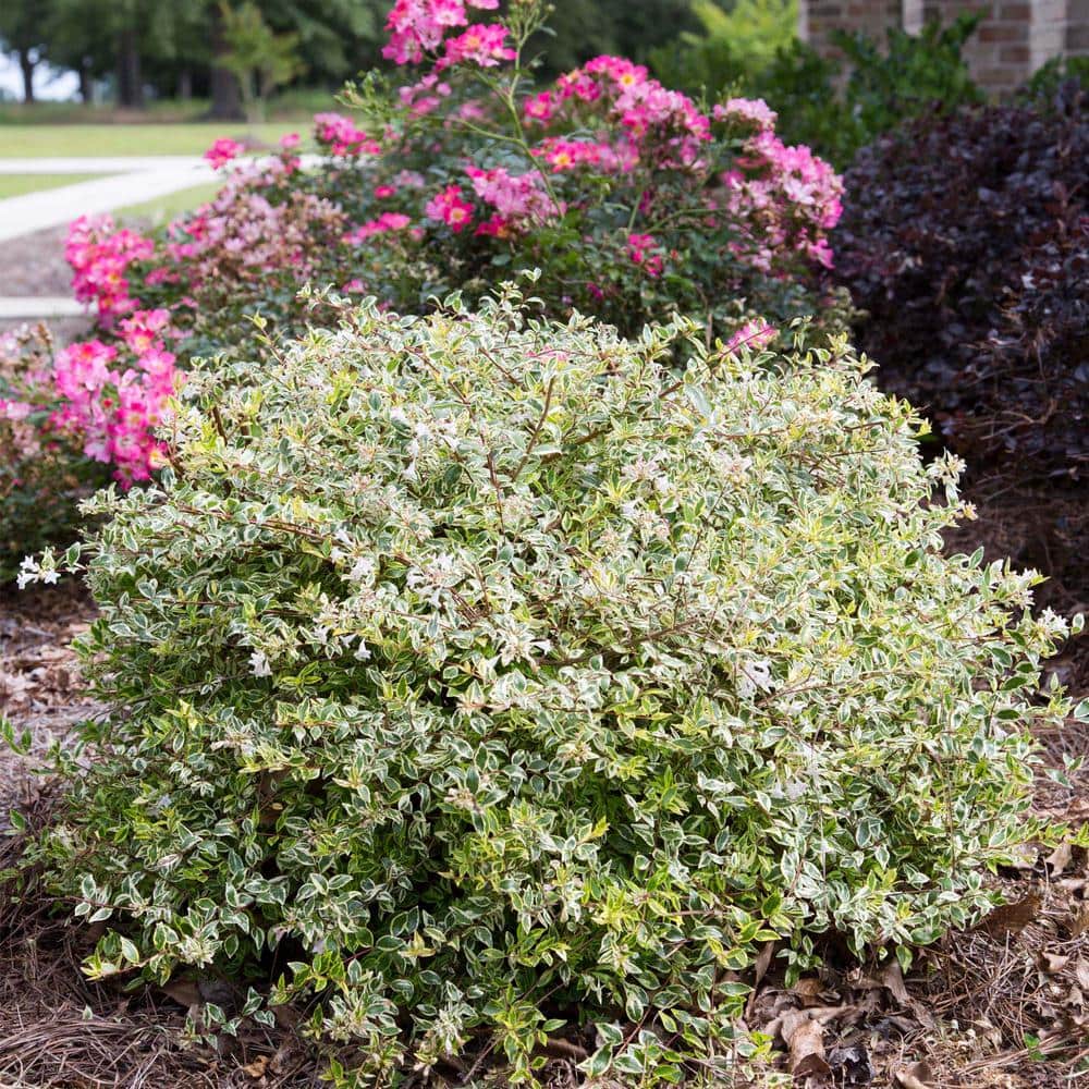 2 Gal. Miss Lemon Abelia Plant with Bright Variegated Yellow Foliage - Hercitys