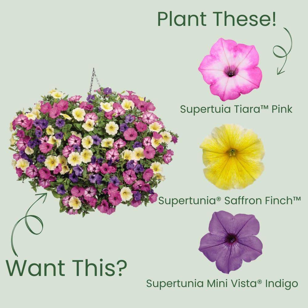 4.25 in. Eco+ Grande Supertunia Pink Tiara (Petunia Hybrid) Live Annual Plant with Pink Flowers 4-Pack - Hercitys