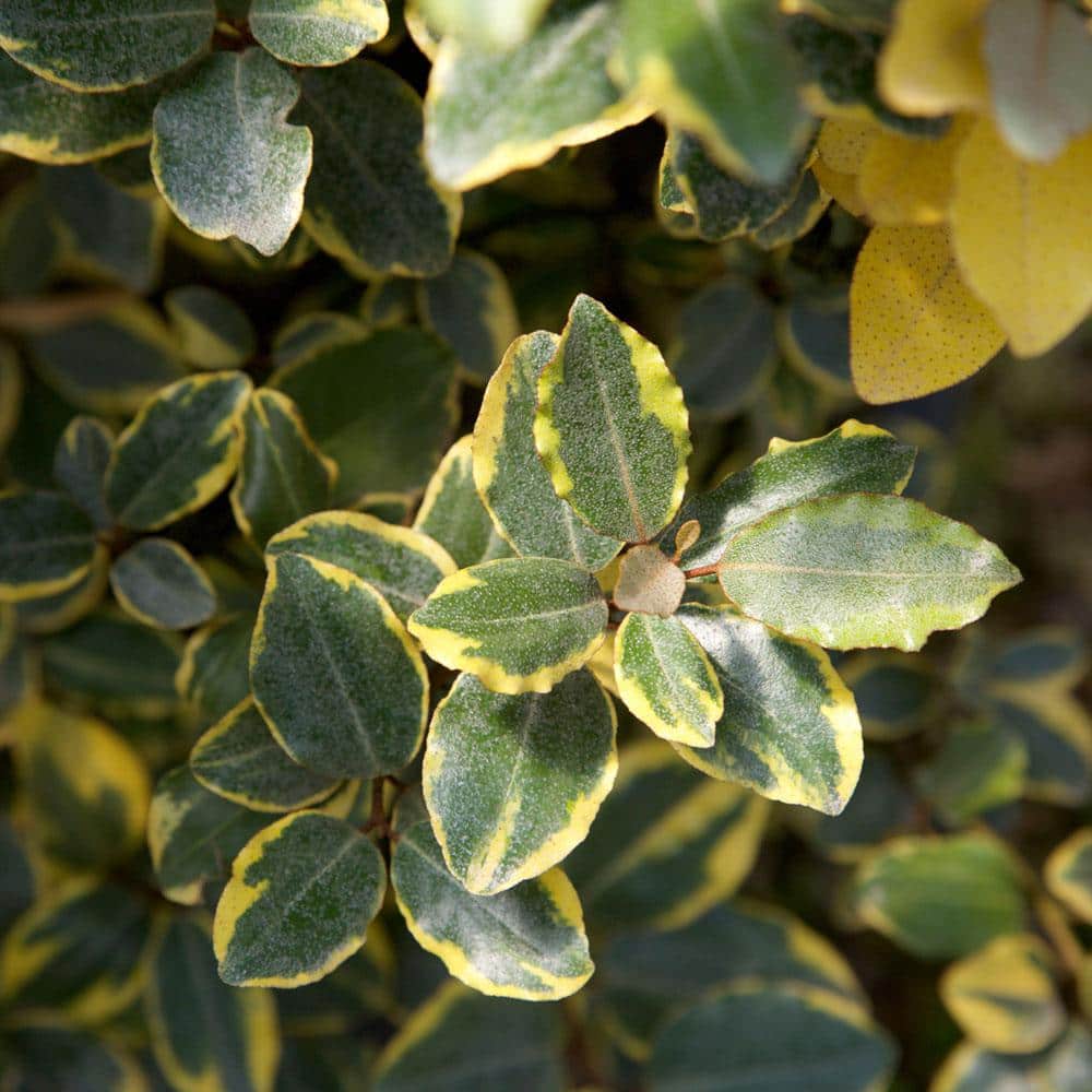 2 Gal. Olive Martini Elaeagnus, Live Evergreen Shrub, Variegated Gold and Green Foliage - Hercitys
