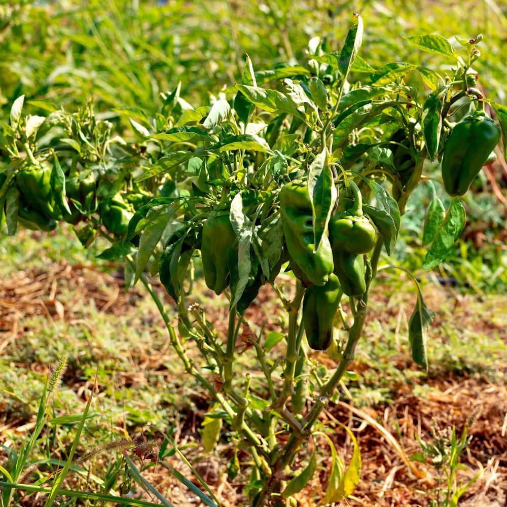 2.5 in. Chile Pepper Poblano Plant 3-Piece - Hercitys