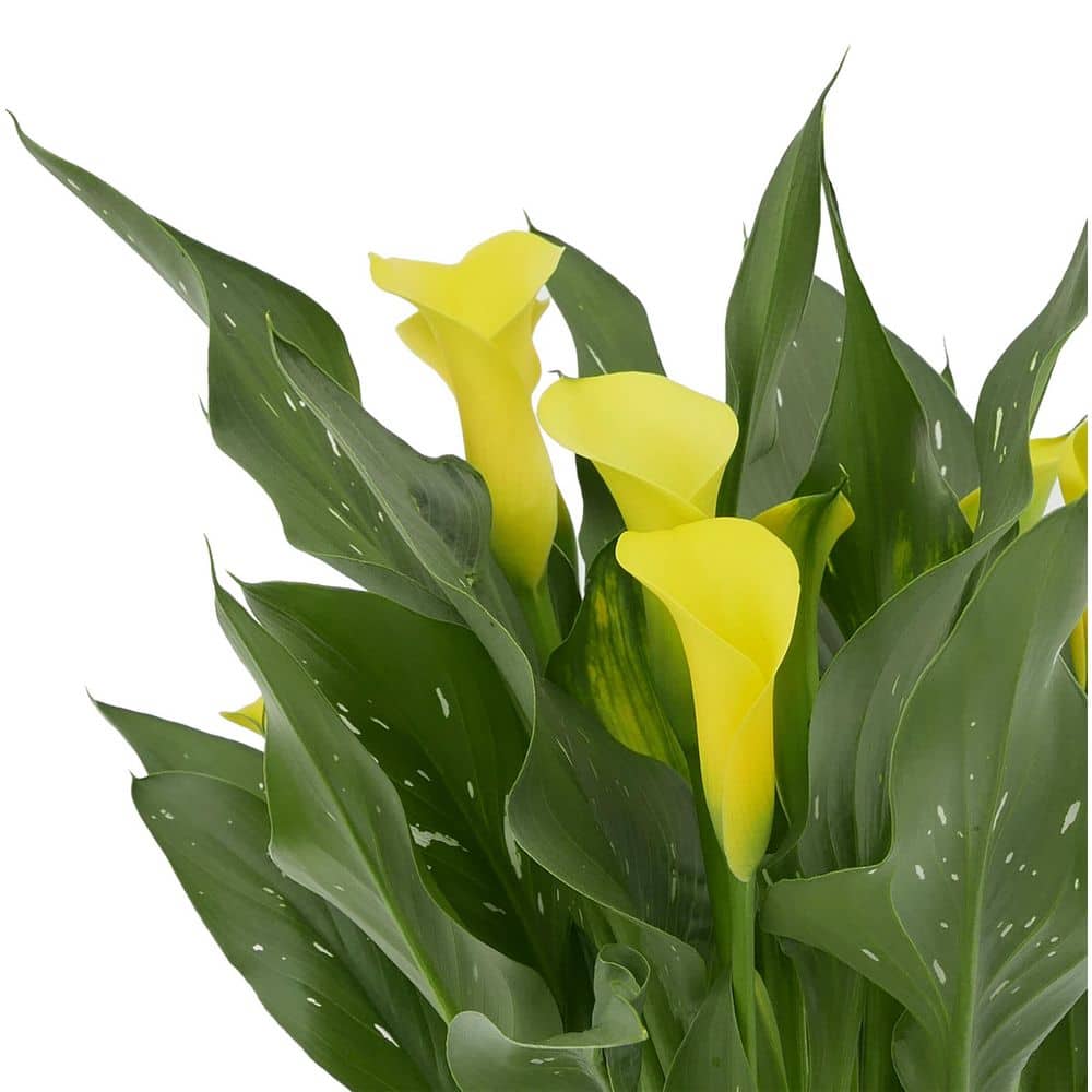 2.5 qt. Perennial Calla Lily Yellow (2-Pack) - Hercitys