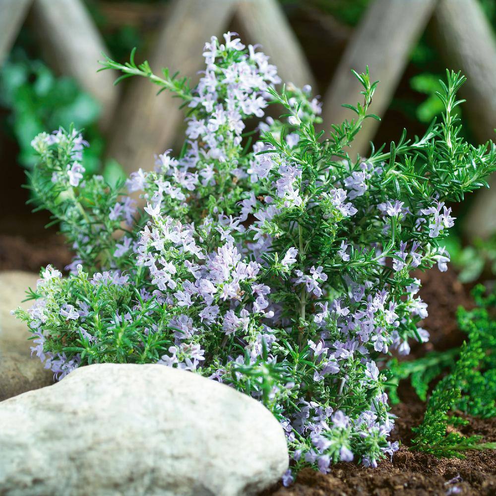 4 in. Rosemary Herb Plant with Lavender Blooms (3-Pack) - Hercitys