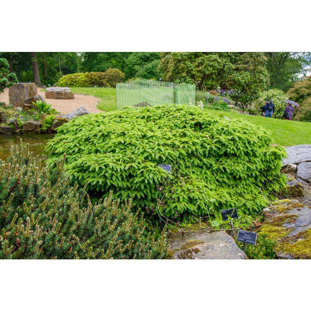 3 Gal. Pot, Bird’s Nest Spruce Evergreen Shrub (1-Pack) - Hercitys