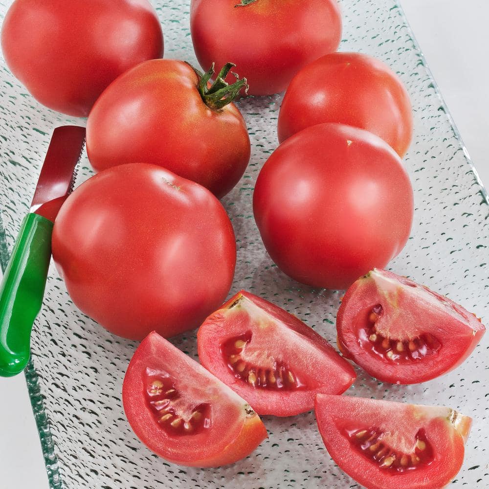 19 oz. Early Girl Tomato Plant (2-Pack) - Hercitys