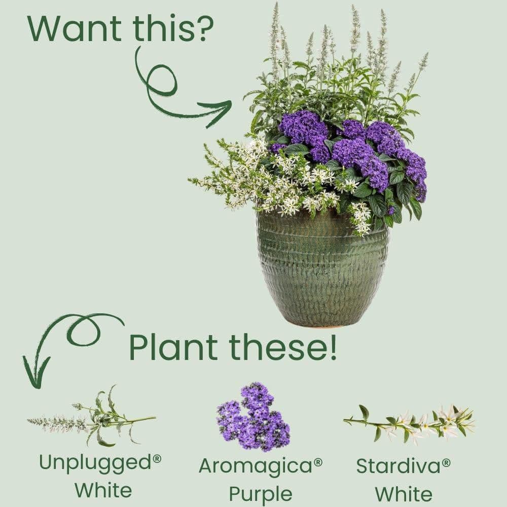 4.25 in. Eco+ Grande Unplugged White Mealycup Sage (Salvia Farinacea) Live Annual Plant with White Flowers 4-Pack - Hercitys