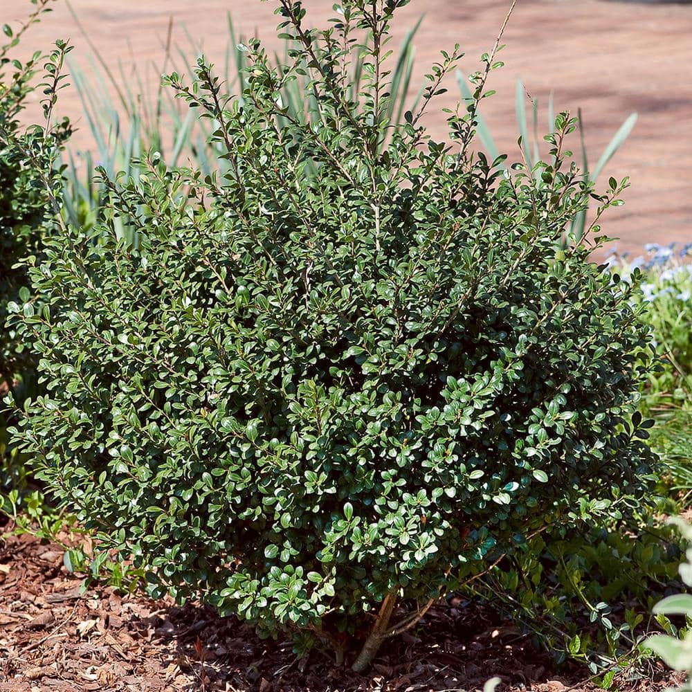 2.5 Qt. Compacta Japanese Holly(Ilex), Live Evergreen Shrub - Hercitys
