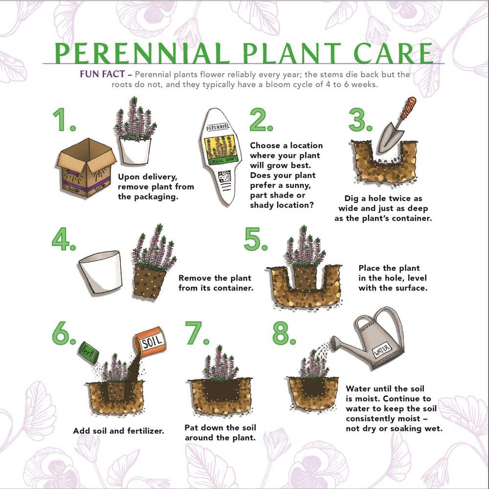 3 Gal. Denim N Lace Perovskia Live Perennial Plant (1-Pack) - Hercitys