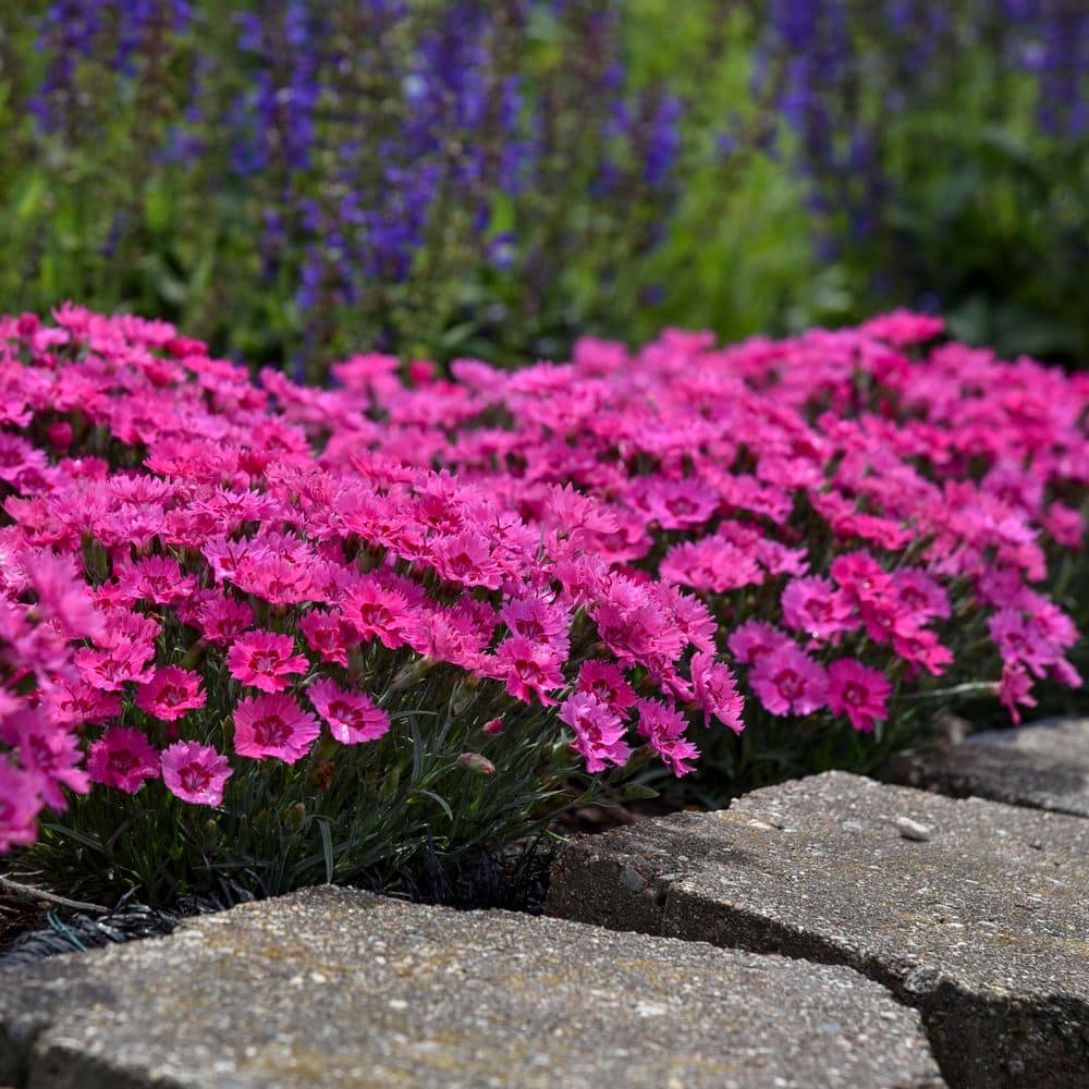 0.65 Gal. Paint the Town Fancy Pinks (Dianthus Hybrid) Live Perennial Plant with Pink Flowers - Hercitys