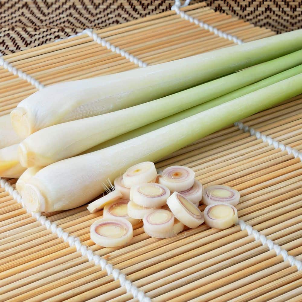 1 gal. Lemongrass Plant - Hercitys