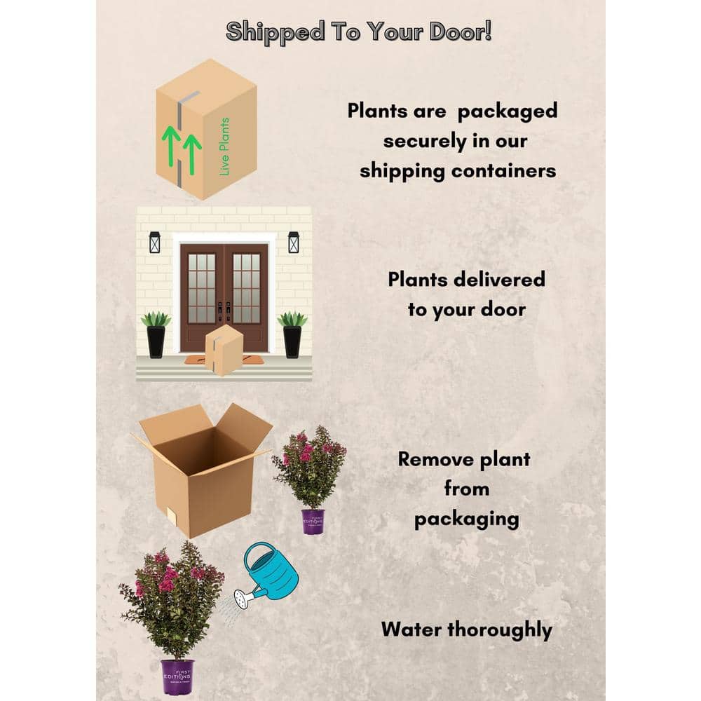 2 Gal. Plum Magic Crape Myrtle Flowering Shrub with Fuschia Pink Flowers - Hercitys