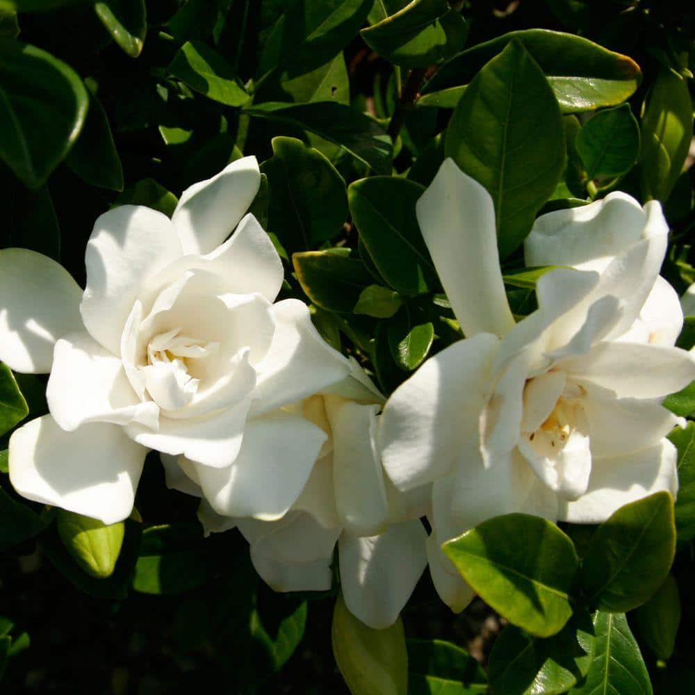 2.5 Qt. Jubilation Gardenia, Live Evergreen Shrub, White Fragrant Blooms - Hercitys