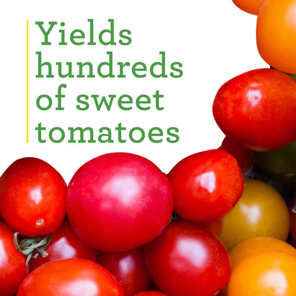 19 oz. Super Sweet 100 Tomato Plant (2-Pack) - Hercitys