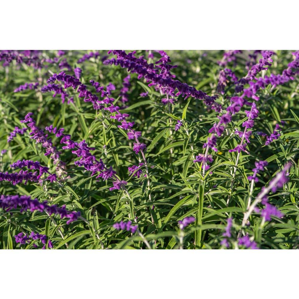 3 Gal. Caradonna Salvia Live Perennial Plant (1-Pack) - Hercitys