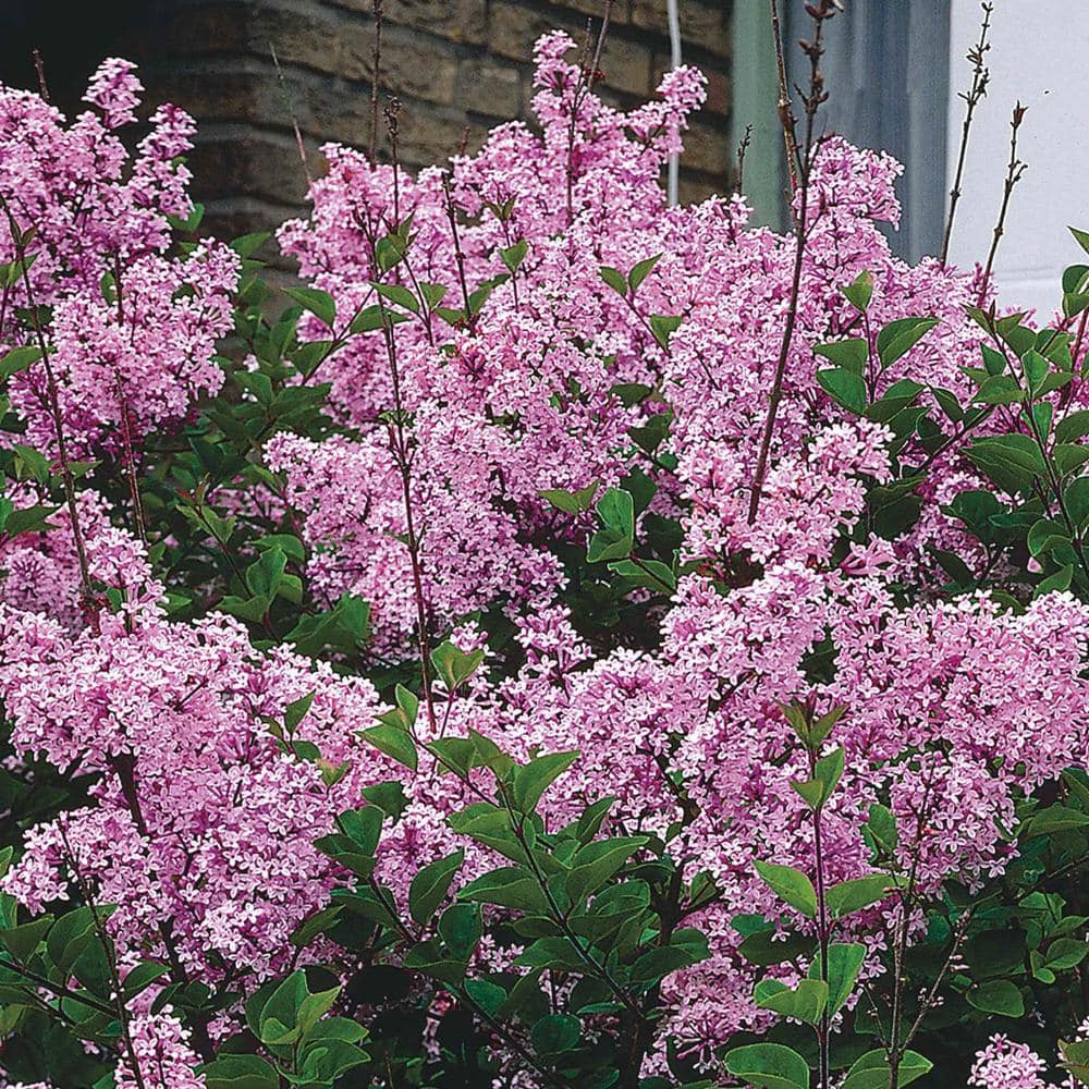3 Gal. Pot James Macfarlane Lilac Flowering Shrub Grown (1-Pack) - Hercitys