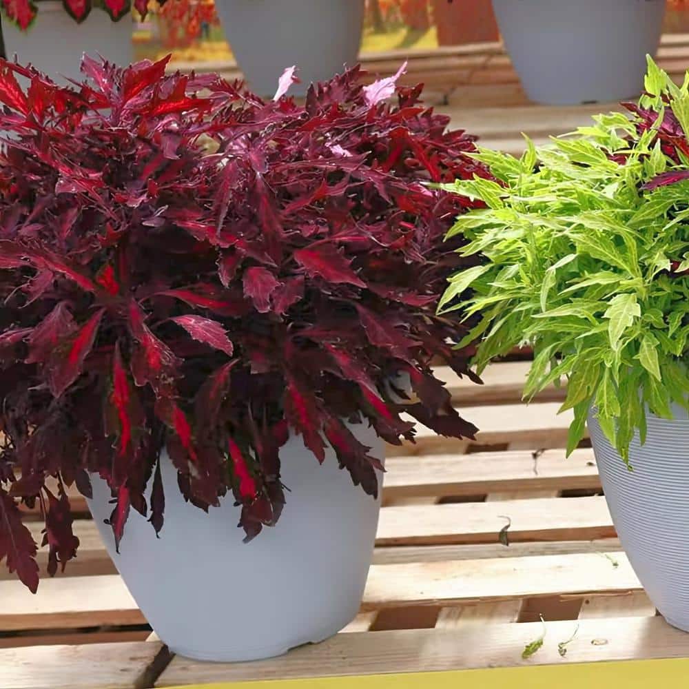 2.5 in. Coleus Flame Thrower Adobo Pink Annual Plant (3-Pack) - Hercitys