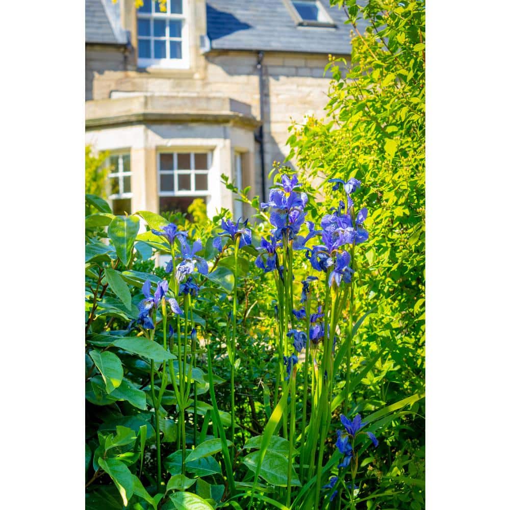 3 Gal. Caesar’s Brother Siberian Iris (Iris sibirica) Live Shrub with Deep Violet Flowers - Hercitys