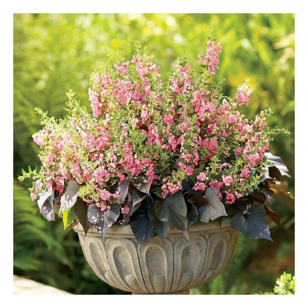 4.25 in. Eco+Grande, Angelface Perfectly Pink Summer Snapdragon - Hercitys